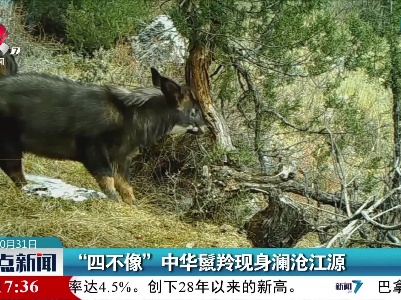 “四不像”中华鬣羚现身澜沧江源