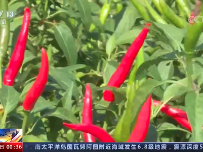 【丰收中国】河南商丘：朝天椒喜获丰收 好日子红红火火 