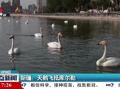 新疆：天鹅飞抵库尔勒