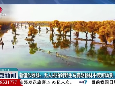 新疆沙雅县：无人机拍到野生马鹿胡杨林中渡河场景