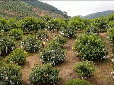 我在广西卖芒果