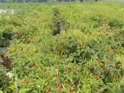 乡村振兴看一线 | 贵州正安：大力发展辣椒产业 带动农户增收