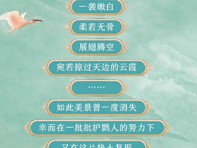 【画说生物圈】朱鹮保护：从孤独七只到千鸟竞翔