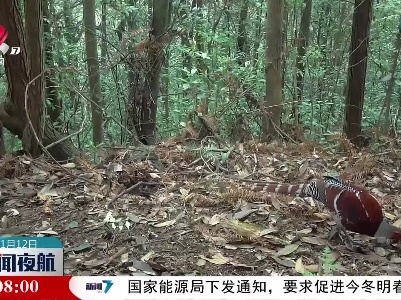 官山：红外相机拍摄到多段白颈长尾雉活动影像