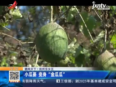 【赣闻天下】抚州东乡区：小瓜蒌 变身“金瓜瓜”
