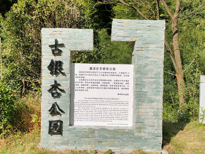 九江：保护千年古银杏 建古树公园留乡愁