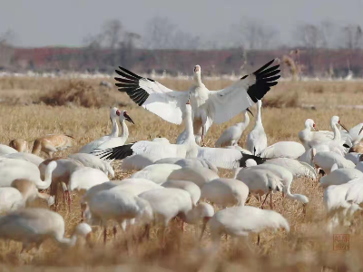 总台报道：江西鄱阳湖南矶湿地迎来最佳候鸟观赏期