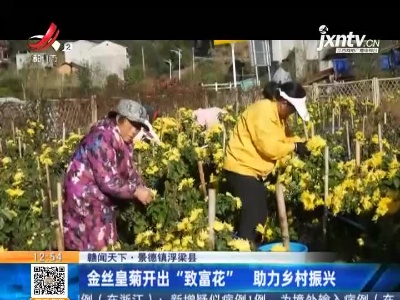 【赣闻天下】景德镇浮梁县：金丝皇菊开出“致富花” 助力乡村振兴