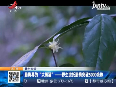 赣州安远：腊梅界的“大熊猫”——野生突托腊梅突破5000余株