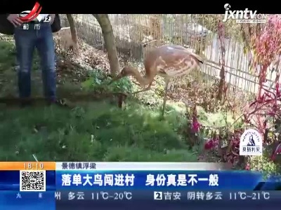 景德镇浮梁：落单大鸟闯进村 身份真是不一般
