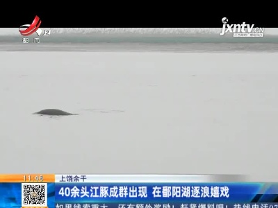 上饶余干：40余头江豚成群出现 在鄱阳湖逐浪嬉戏