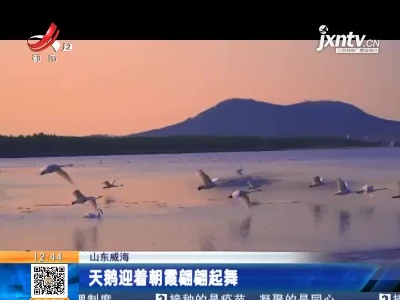 山东威海：天鹅迎着朝霞翩翩起舞