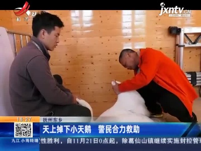 抚州东乡：天上掉下小天鹅 警民合力救助