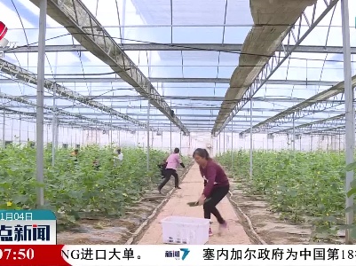 樟树：深挖蔬菜产能 全力保障市场供应