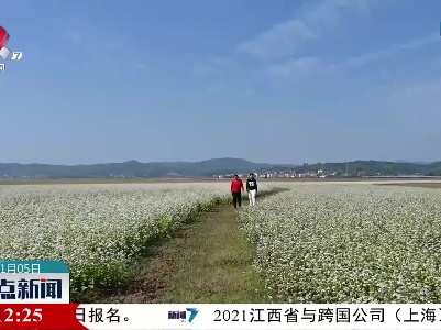 【今秋多美景】贵溪市：荞麦花开 美不胜收