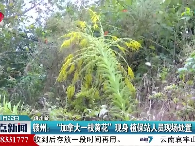 赣州：“加拿大一枝黄花”现身 植保站人员现场处置