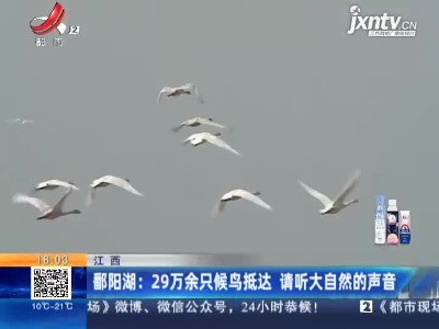 鄱阳湖：29万余只候鸟抵达 请听大自然的声音
