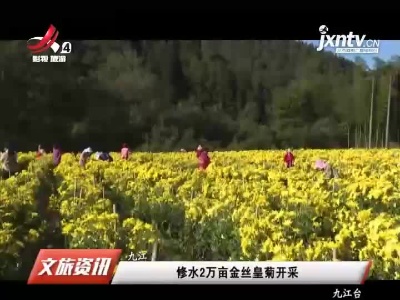 九江修水2万亩金丝皇菊开采