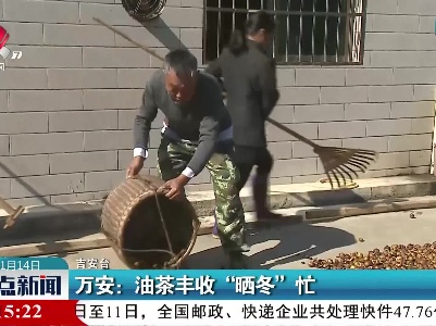 万安：油茶丰收“晒冬”忙
