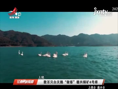 数百只白天鹅“做客”德兴铜矿4号库