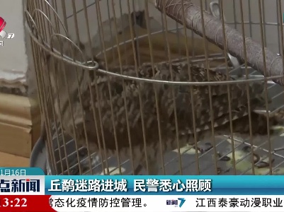 丘鹬迷路进城 民警悉心照顾