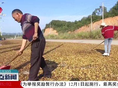 新余：油茶林成乡村振兴“绿色银行”