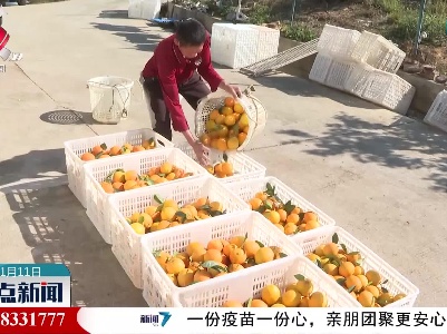 “双十一”电商节 赣南脐橙卖得火