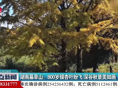 湖南幕阜山：800岁银杏叶纷飞 深谷秋景美如画