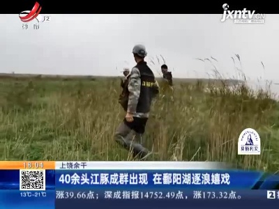 上饶余干：40余头江豚成群出现 在鄱阳湖逐浪嬉戏