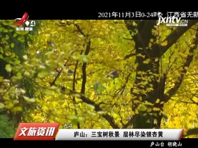 庐山：三宝树秋景 层林尽染银杏黄