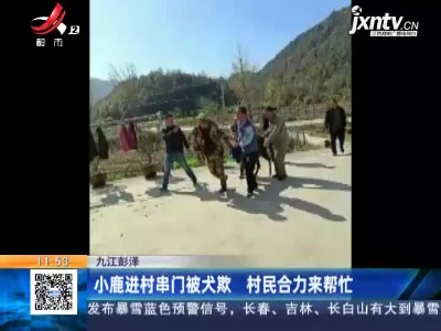 九江彭泽：小鹿进村串门被犬欺 村民合力来帮忙