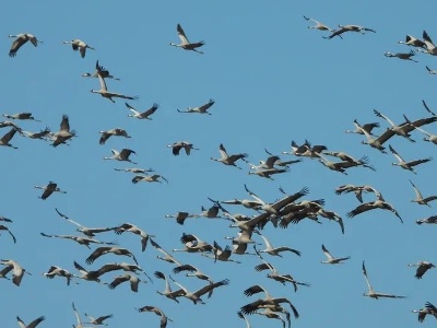 第二届鄱阳湖国际观鸟周下月举行 南昌有两个知名观鸟点