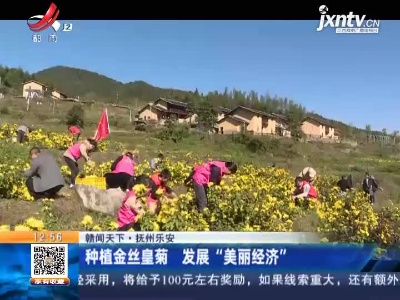 【赣闻天下】抚州乐安：种植金丝皇菊 发展“美丽经济”