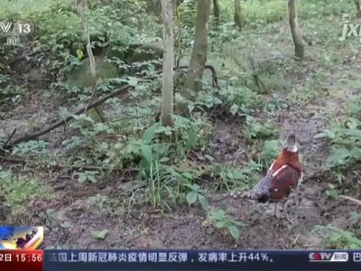 江西宜丰：官山自然保护区拍摄到一级保护动物白颈长尾雉