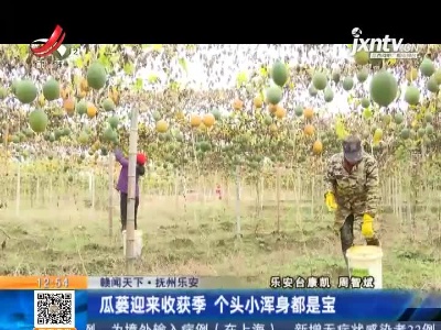 【赣闻天下】抚州乐安：瓜蒌迎来收获季 个头小浑身都是宝