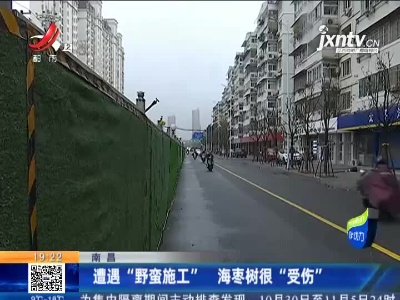 南昌：遭遇“野蛮施工” 海枣树很“受伤”
