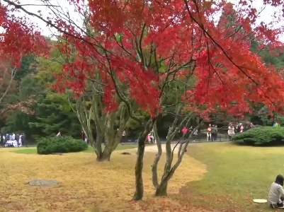庐山迎来秋季红叶最佳观赏期