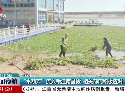 “水葫芦”流入赣江南昌段 相关部门积极应对