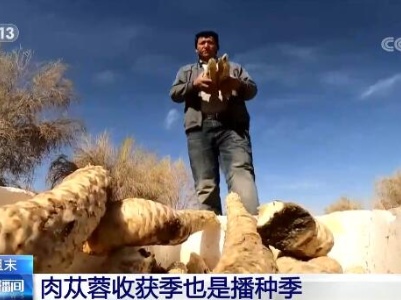 “沙漠人参”丰收 | 新疆大力发展沙漠经济 绿了沙漠富了口袋