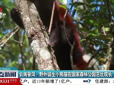 云南普洱：野外诞生小熊猫在国家森林公园茁壮成长