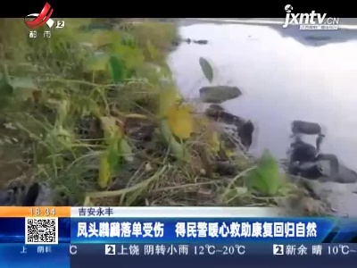 吉安永丰：凤头鸊鷉落单受伤 得民警暖心救助康复回归自然