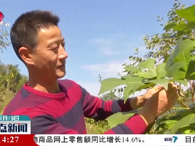 贵溪市发现一国家二级保护植物鹅掌楸