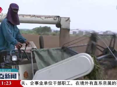 新干：秋收结束冬种忙