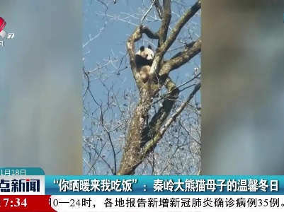 “你晒暖来我吃饭”：秦岭大熊猫母子的温馨冬日