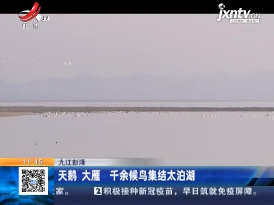 九江彭泽：天鹅 大雁 千余候鸟集结太泊湖