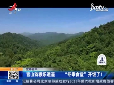 宜春宜丰：官山猕猴乐逍遥 “冬季食堂”开饭了！