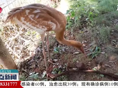 景德镇：合力救助国家一级保护动物白鹤