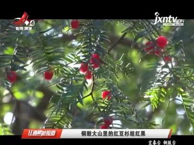 宜春：铜鼓大山里的红豆杉结红果