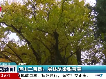 庐山三宝树：层林尽染银杏黄