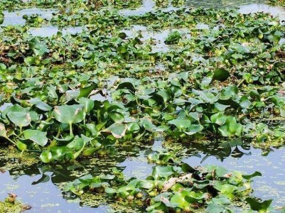 赣江南昌段爆发水葫芦 打捞清理、水质监测同步进行